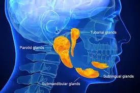 Glândulas Salivares